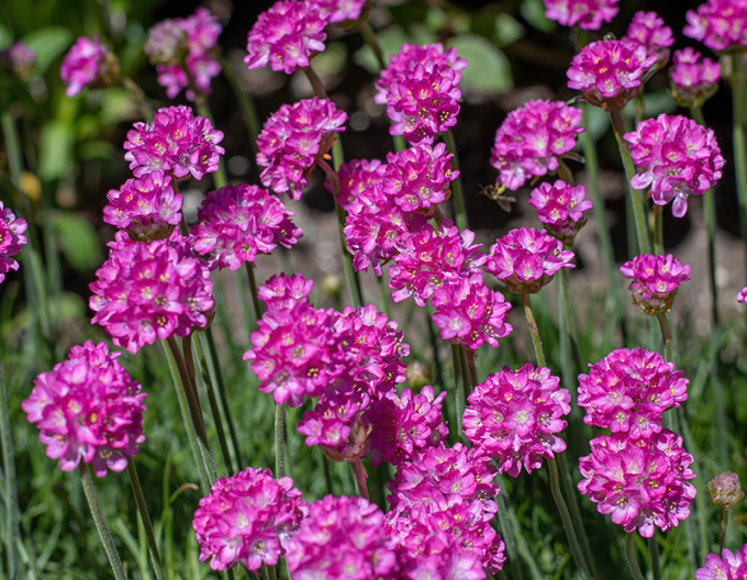 Trávnička přímořská  Armada Rose