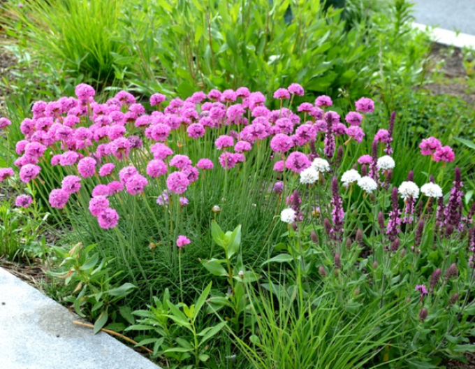 Trávnička přímořská  Armada Rose