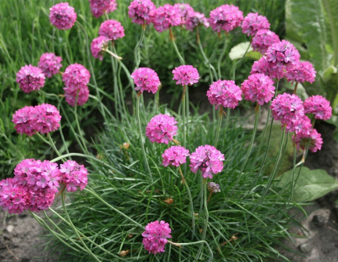 Trávnička přímořská  Armada Rose