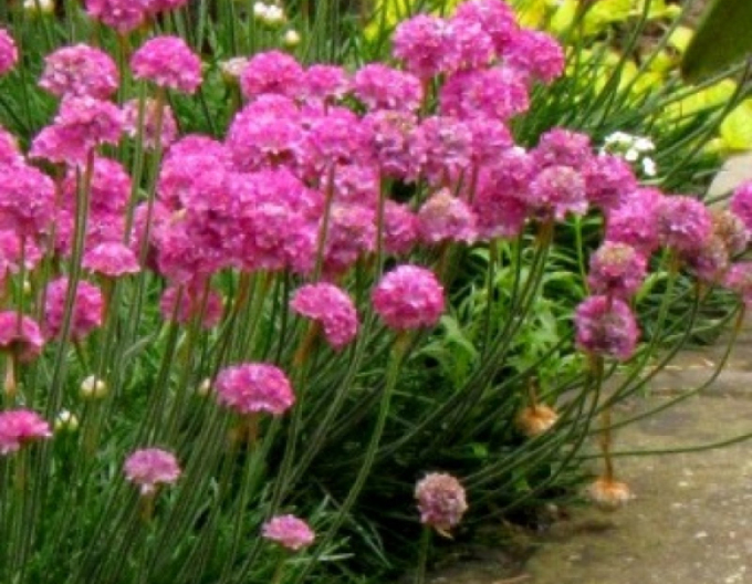 Trávnička přímořská  Armada Rose