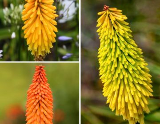 Kleopatřina jehla ’Minister Verschuur’