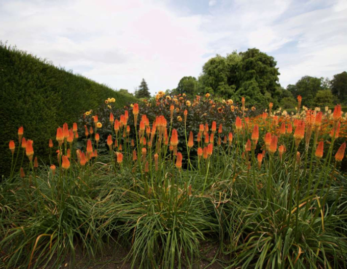 Kleopatřina jehla ’Minister Verschuur’