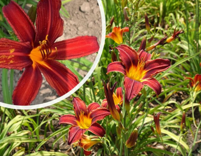 Denivka Crimson Pirate