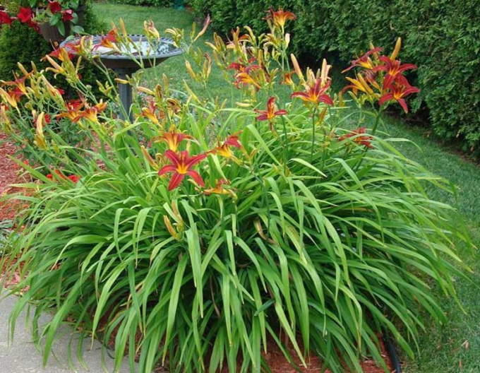 Denivka Crimson Pirate