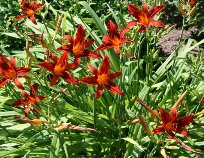 Denivka Crimson Pirate