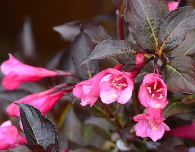 Vajgelia florida Alexandra