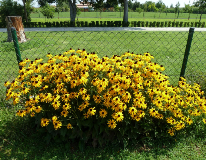 Třapatka  ´Goldsturm´ 9x9