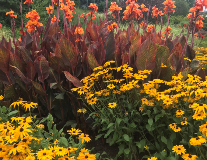 Třapatka  ´Goldsturm´ 9x9