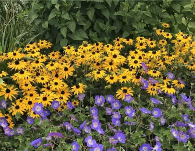 Třapatka  ´Goldsturm´ 9x9