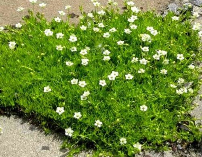 Úrazník ´Supreme´