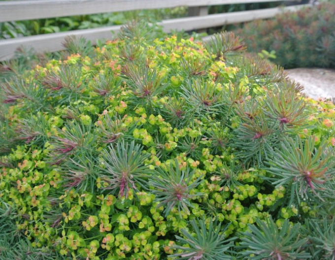 Pryšec chvojka Fens Ruby