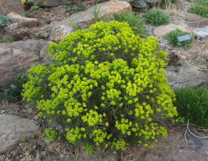 Pryšec chvojka Fens Ruby