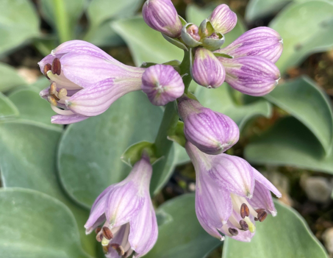Bohyška "Blue Mouse Ears"