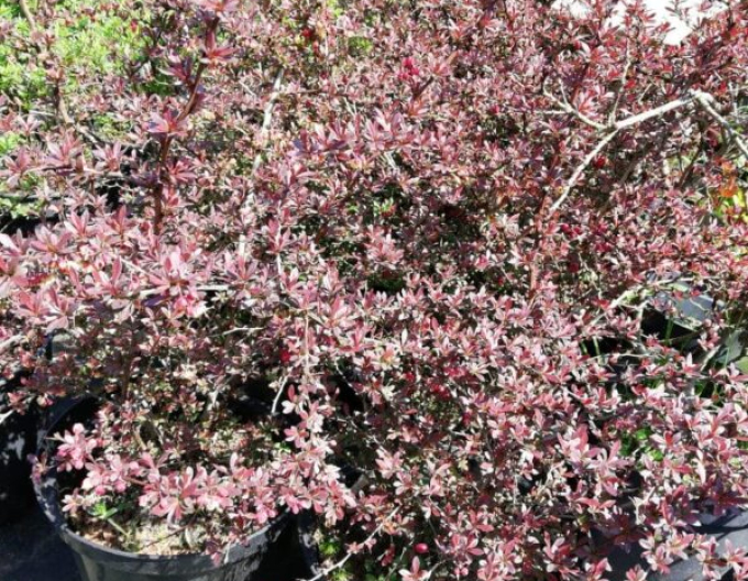 Dřišťál Thunbergův  ´Red Dream´