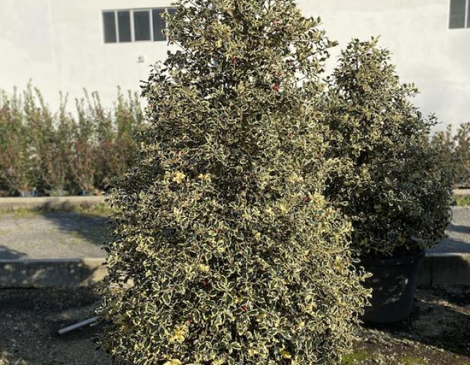 Cesmína obecná Variegatum Cono