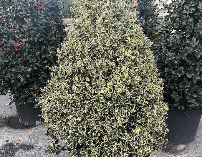 Cesmína obecná Variegatum Cono