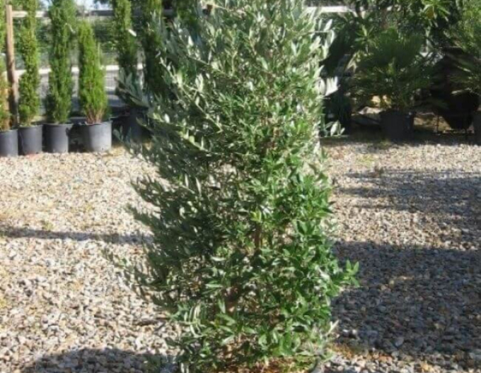 Olivovník evropský Cipressino 190 - 200cm