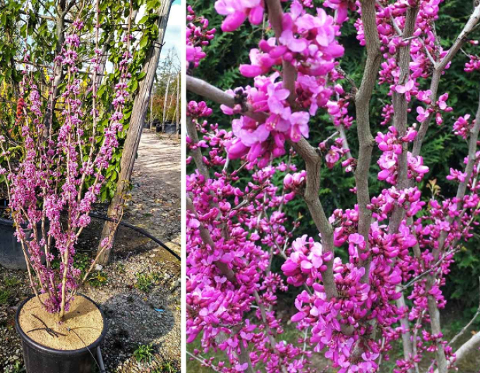 Zmarlika čínská ’Avondale’