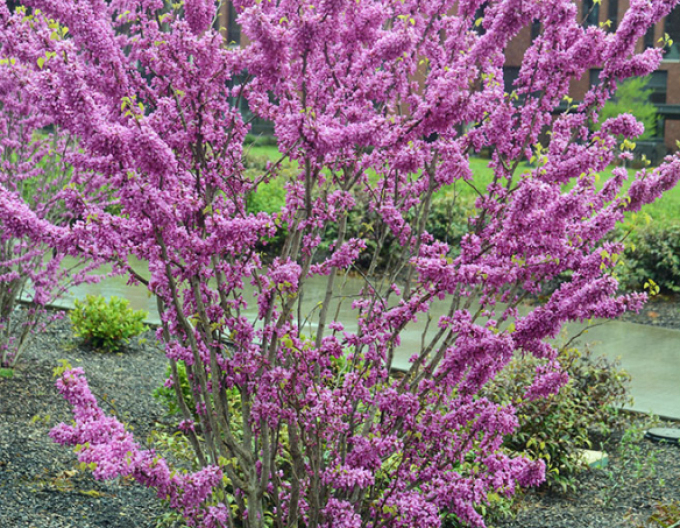 Zmarlika čínská ’Avondale’