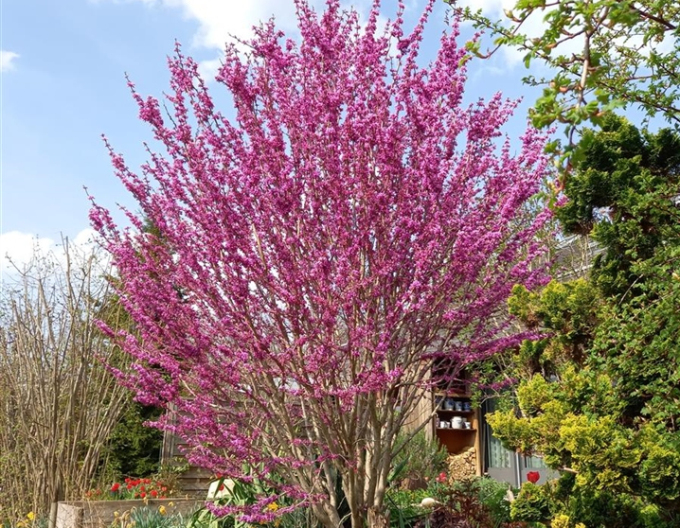 Zmarlika čínská ’Avondale’