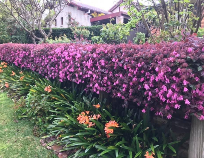 Loropetalum čínske ´Fire Dance´