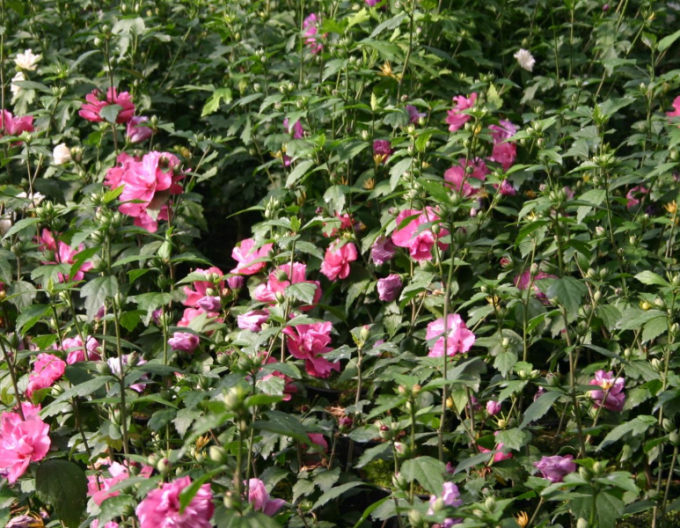 Ibišek syrský  Duc De Brabant