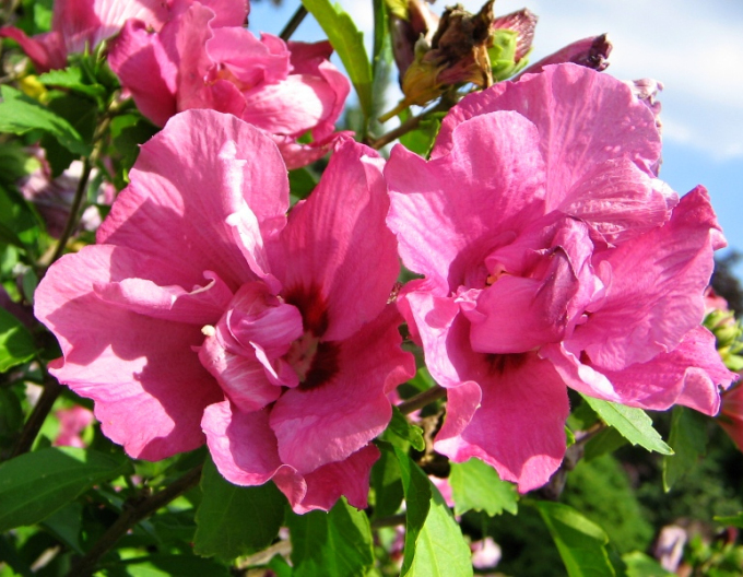 Ibišek syrský  Duc De Brabant