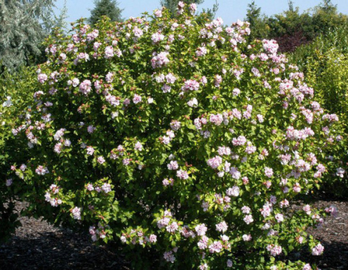 Ibišek syrský Lady Stanley