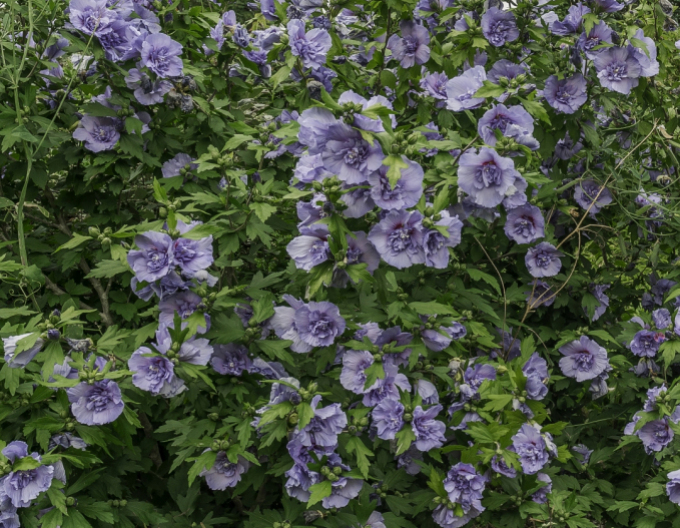 Syrský ibišek Blue Chiffon