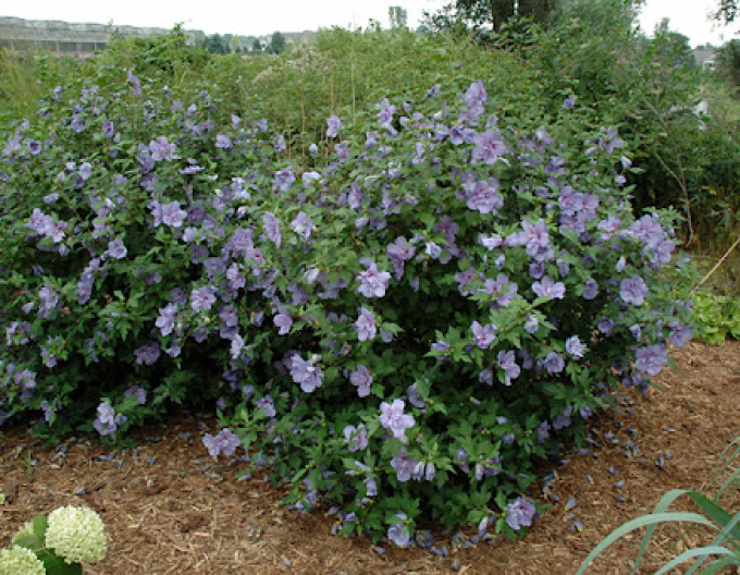 Syrský ibišek Blue Chiffon