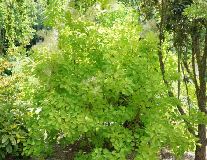 Ruj vlasatá ´Golden Lady´