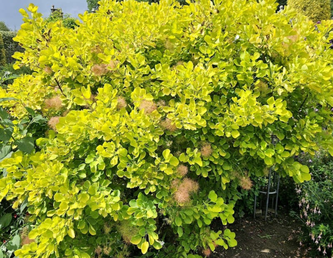 Ruj vlasatá ´Golden Lady´