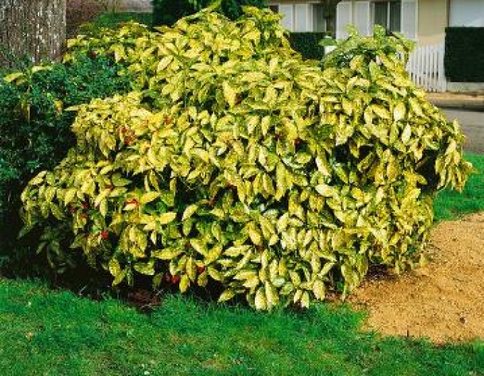 Aukuba japonská ´Sulphurea Marginata´
