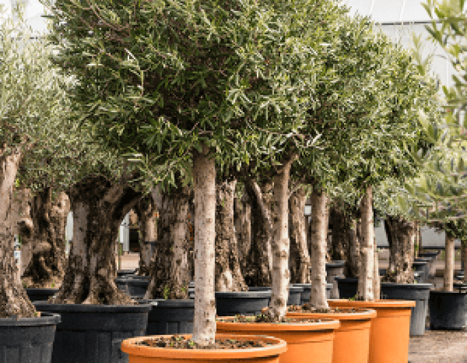 Evropský olivovník