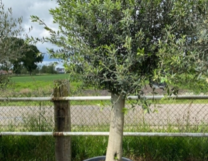 Evropský olivovník