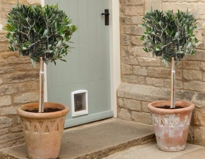 Evropský olivovník