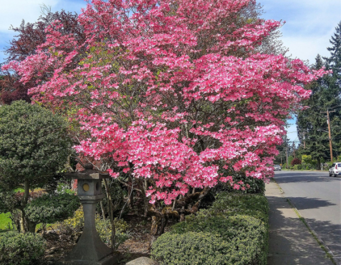 Kvetoucí dřín ´Rubra´
