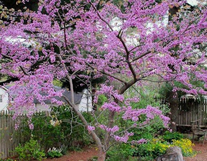 Zmarlika kanadská  Forest Pansy
