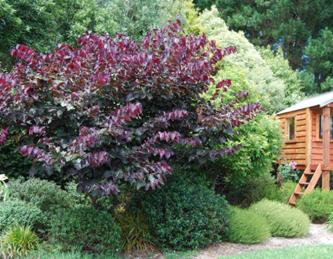 Zmarlika kanadská  Forest Pansy