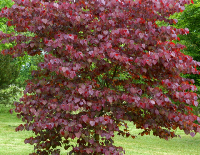 Zmarlika kanadská  Forest Pansy