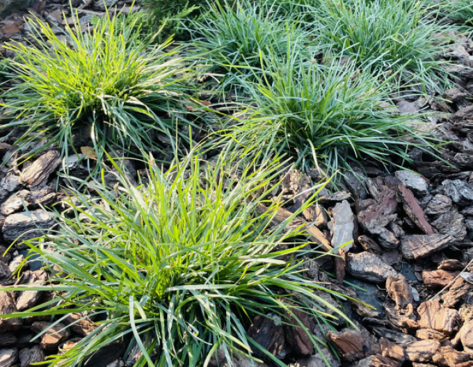 Pěchava vápnomilná 2l