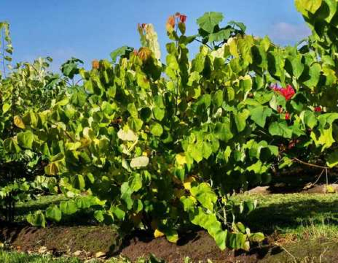 Zmarlika kanadská  Rising Sun 80cm