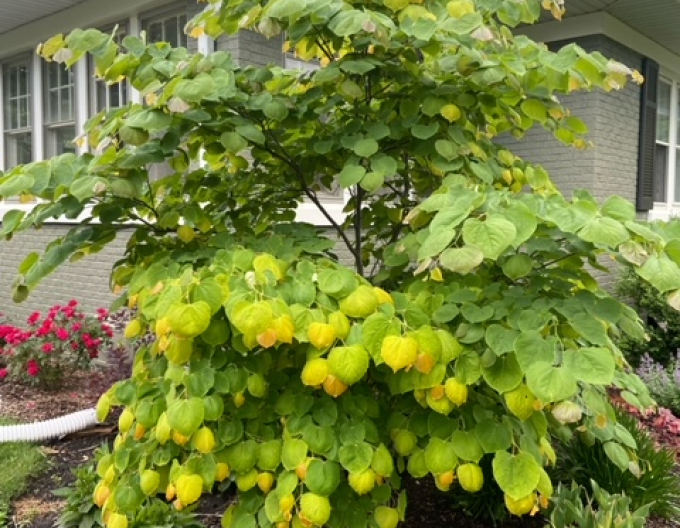 Zmarlika kanadská Rising Sun 125 - 150cm