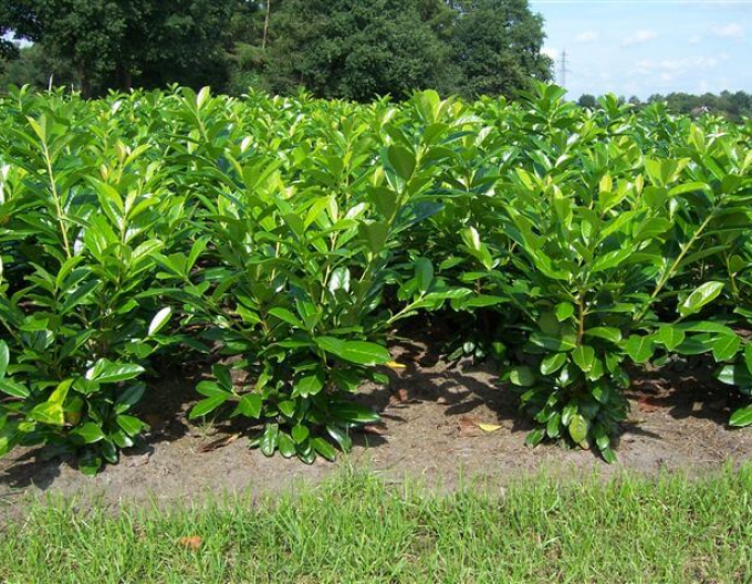 Bobkovišeň  ´Novita´