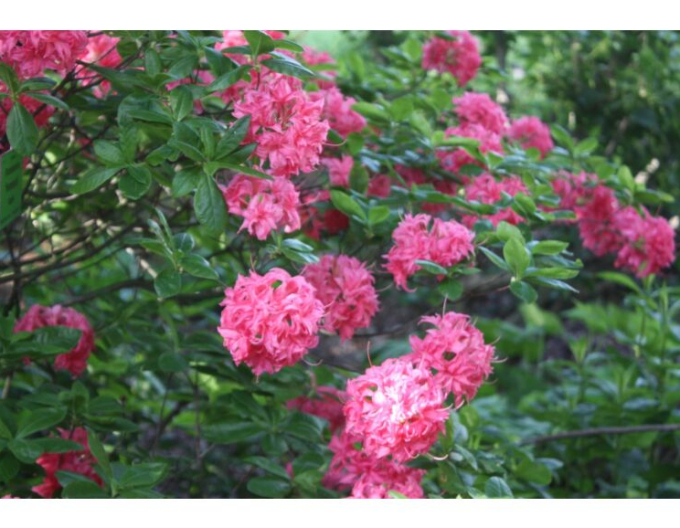 Azalka velkokvětá Homebush
