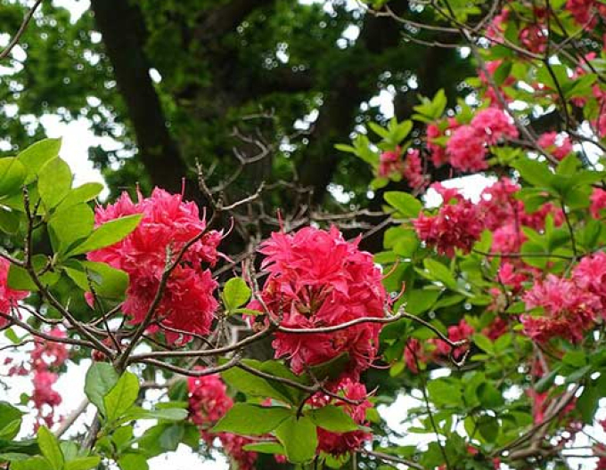 Azalka velkokvětá Homebush