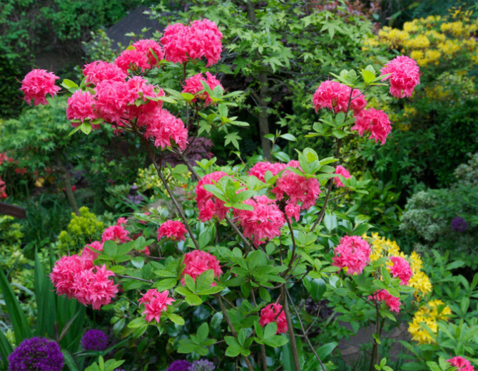 Azalka velkokvětá Homebush