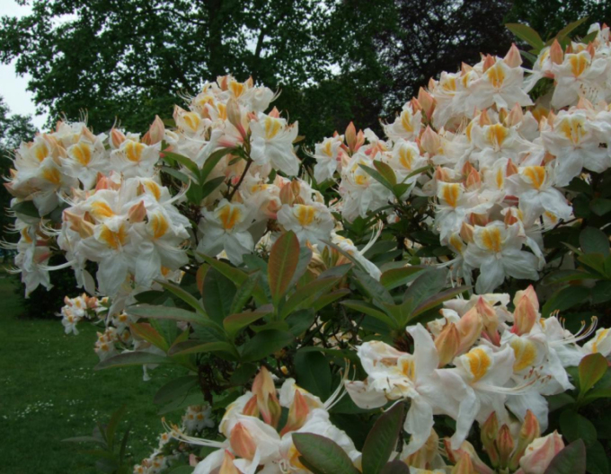 Azalka velkokvětá Silver Slipper