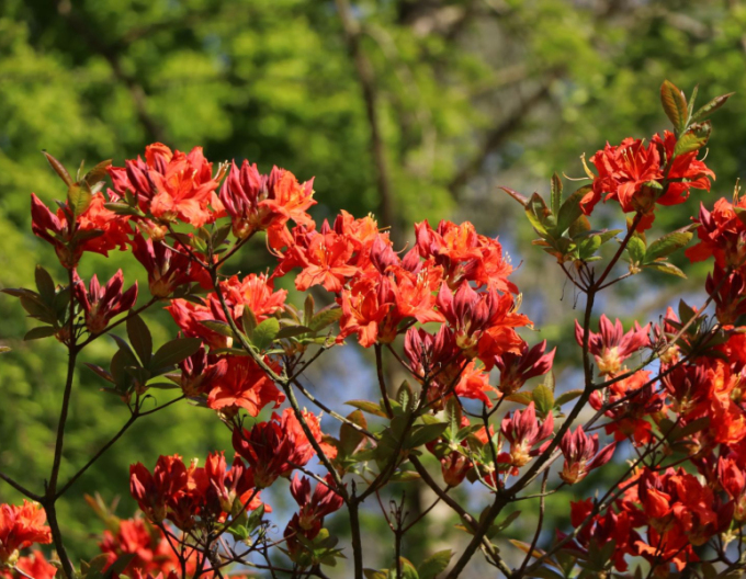 Azalka velkokvětá Parkfeuer
