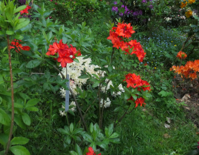 Azalka velkokvětá Parkfeuer